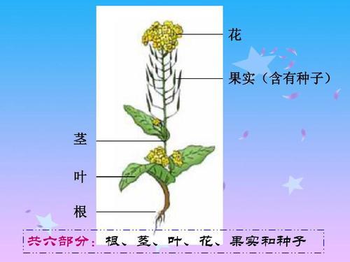 求种子你懂得的道理关于种子获取的探讨
