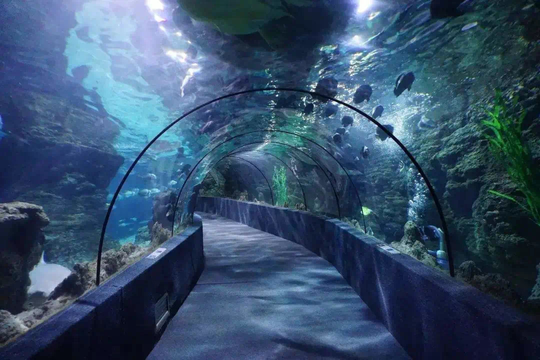 梦幻海底之旅，小黑的故事-第2张图片