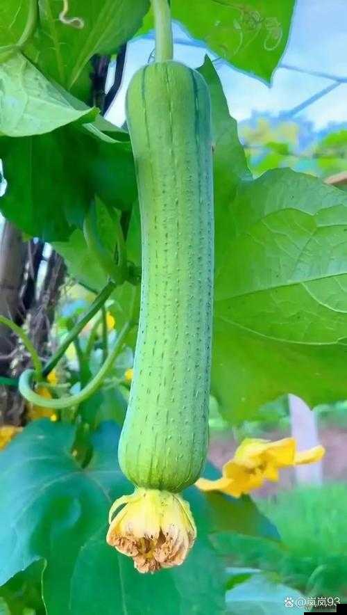 向日葵黄瓜榴莲丝瓜可以一起吃吗向日葵、黄瓜、榴莲、丝瓜能否同食？-第3张图片