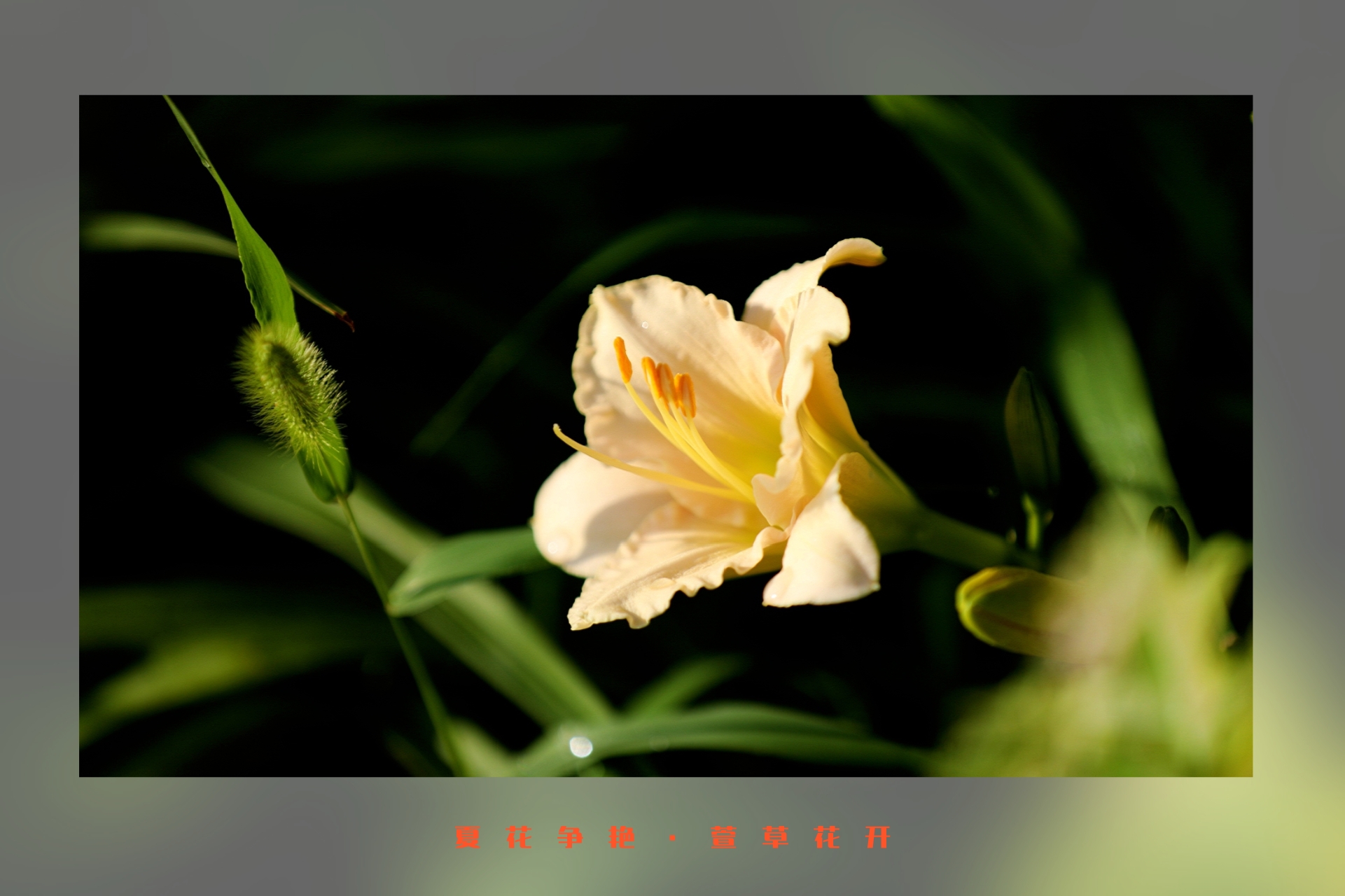 qjr1 忘忧草久久丫忘忧草产品，舒缓身心，忘却烦恼的天然良药-第2张图片