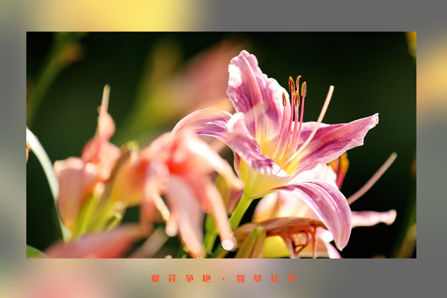 忘忧草影视，探索心灵的视觉盛宴