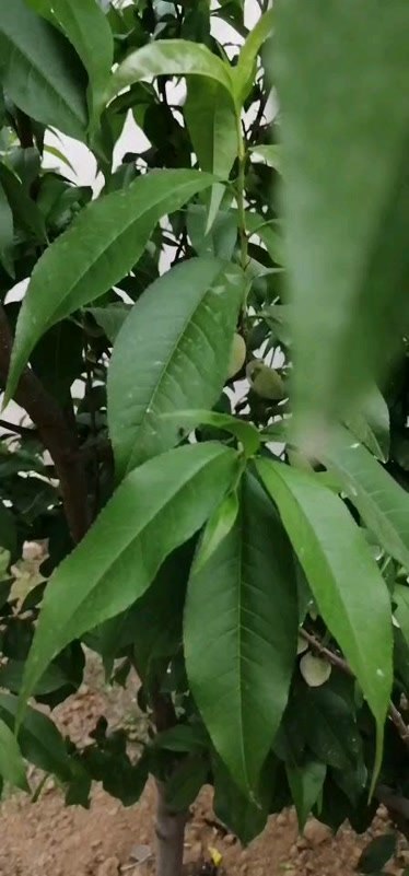 桃子视频在线高清免费观看桃子视频，高清免费观看的绝佳选择-第2张图片