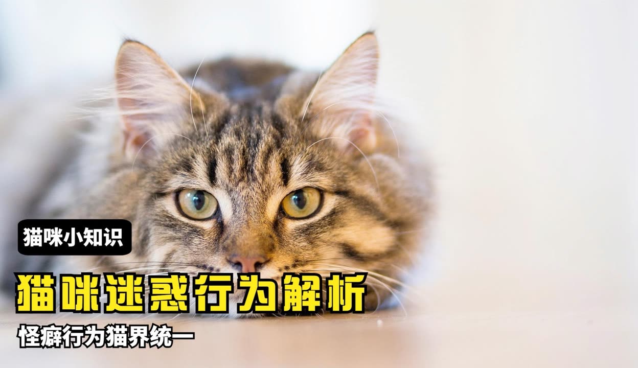 小喵直播APP在线下载小喵直播APP，开启你的直播新世界——在线下载，轻松体验-第2张图片