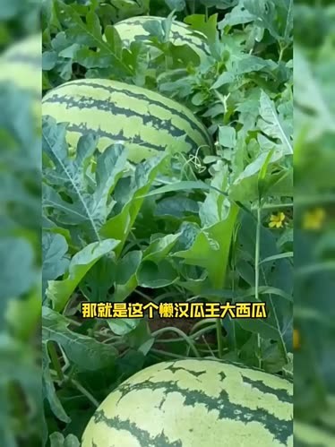 西瓜视频.西瓜视频下载西瓜视频，便捷下载与无限乐趣的探索