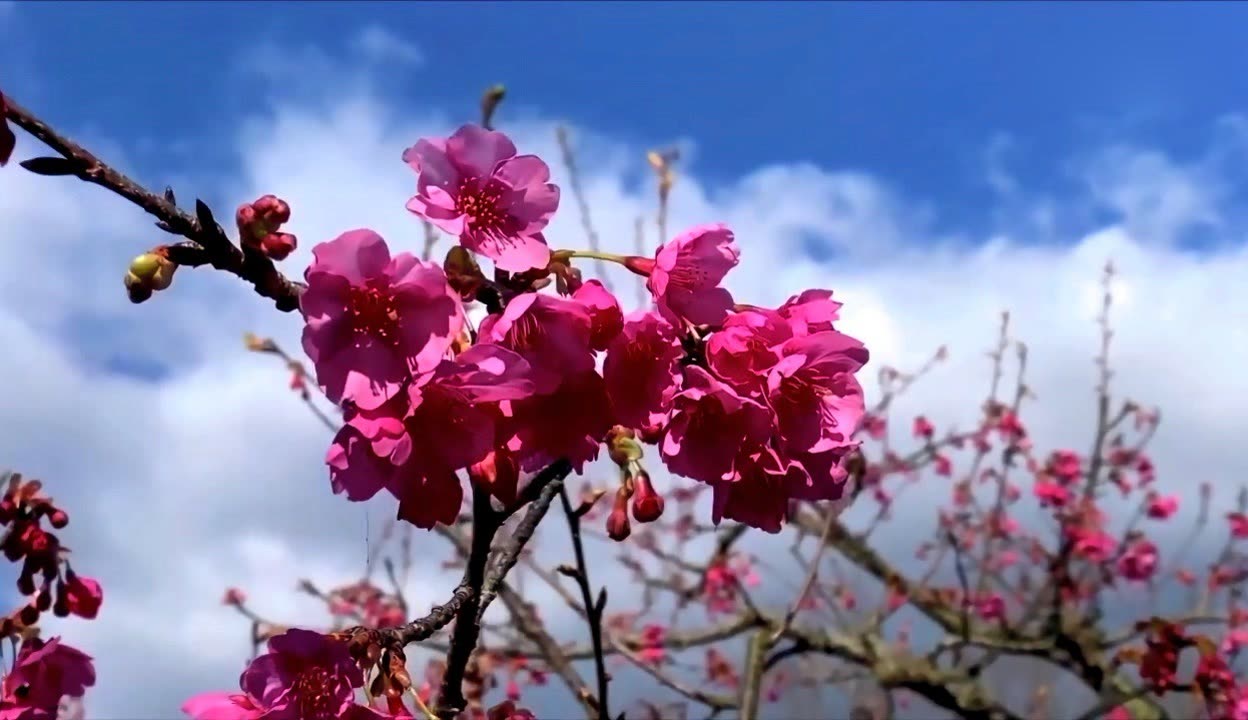 樱花直播app下载最新版彩票樱桃视频app，探索无限可能-第3张图片