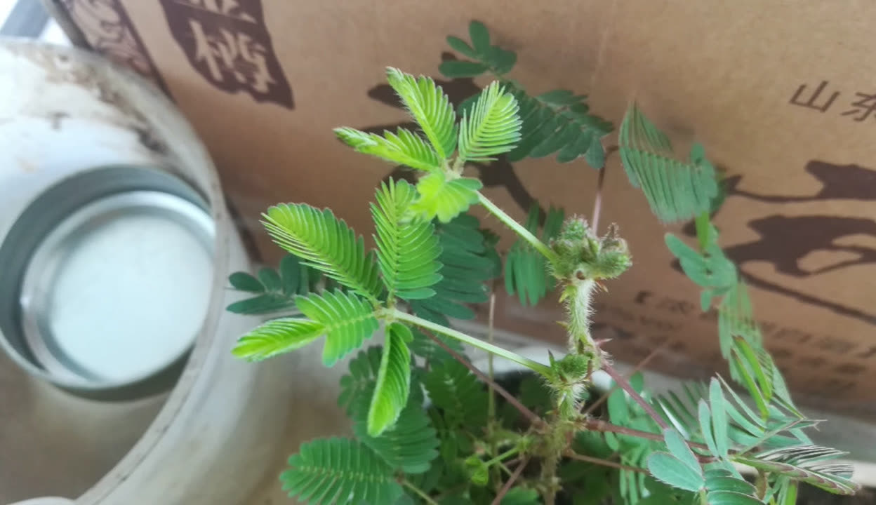 含羞草传媒网站免费进入在线观看含羞草传媒网站免费在线观看体验-第2张图片