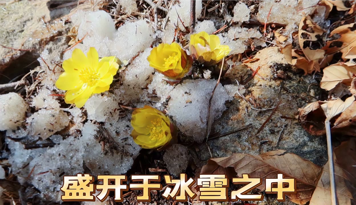野花视频，免费在线播放与观看的探索之旅-第2张图片