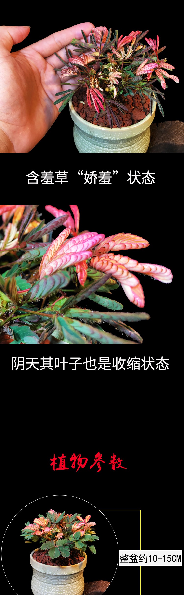 含羞草实验室入口2021免费含羞草实验室入口2021免费之旅-第2张图片