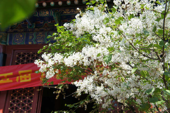 丁香花电影，一部绽放的艺术之作