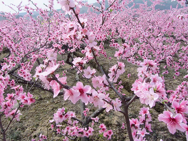 桃花.tv直播桃花.tv直播，绽放的视觉盛宴