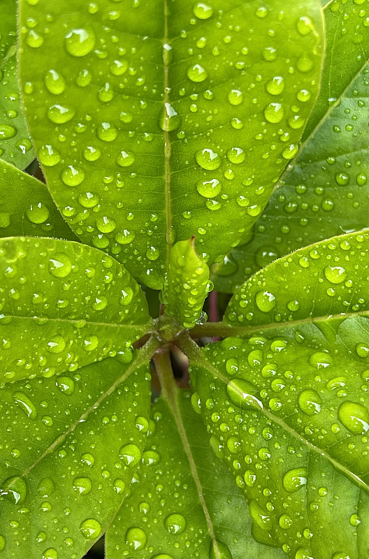 春雨直播在线下载免费观看动漫春雨直播在线下载，探索数字时代的视听新体验-第1张图片
