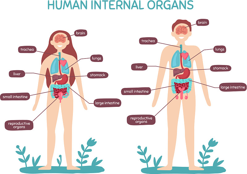 男性人体分布图结构图探索男性人体网络，构造、功能与重要性-第1张图片