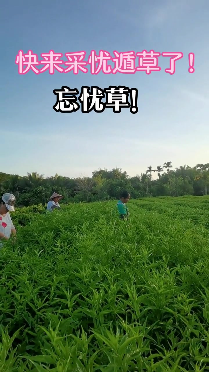忘忧草一线二线三线忘忧草的秘密世界，一线、二线、三线之探索-第2张图片