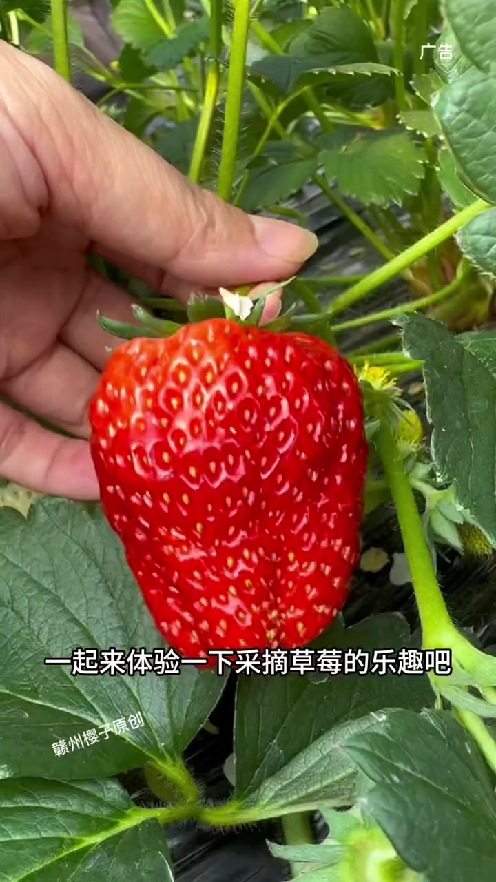 草莓视频在线观看免费完整高清在线草莓视频，高清在线观看，免费完整版体验新篇章