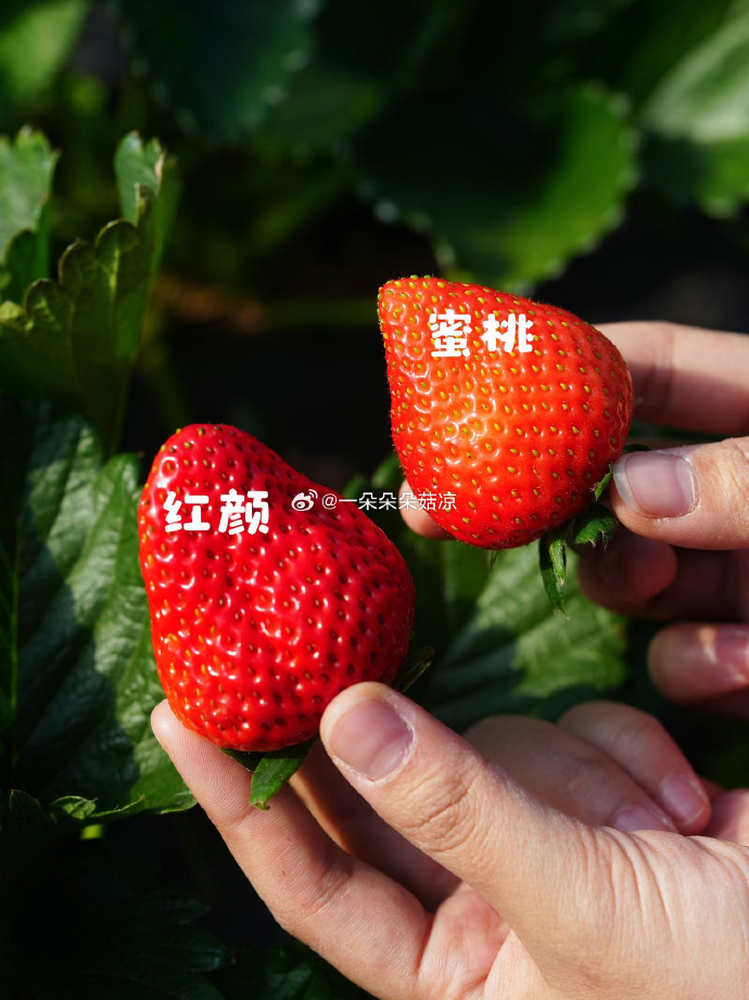 草莓樱桃水蜜桃草莓、樱桃与水蜜桃的甜蜜之旅-第1张图片
