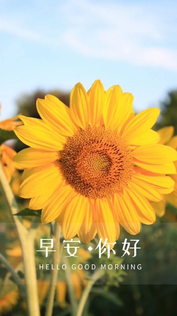 向日葵APP下载网址进入在线观看免费向日葵APP下载与在线观看免费体验-第2张图片