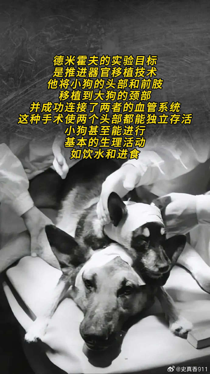 狗狗与人类DNA差异狗狗与人类DNA，跨越物种的纽带-第1张图片