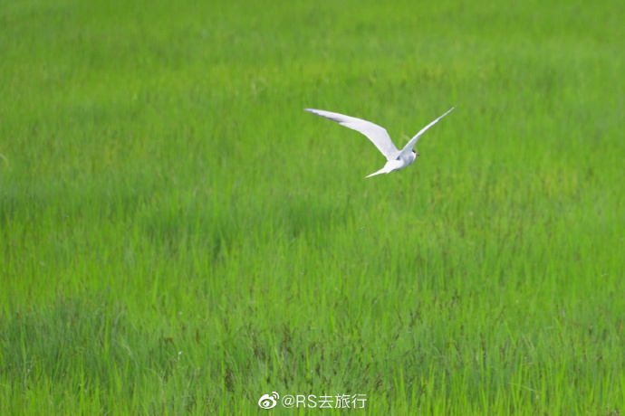 一篇令人心动的湿地小文章-第3张图片