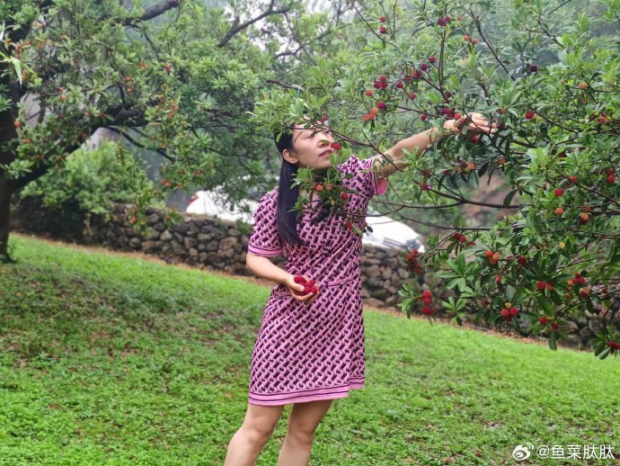 梅雨的梅是哪个梅梅雨之梅是否源于杨梅成熟之意？-第3张图片