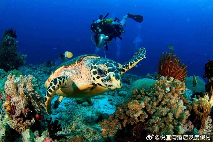 马的世界，探索与共舞的奇妙之旅