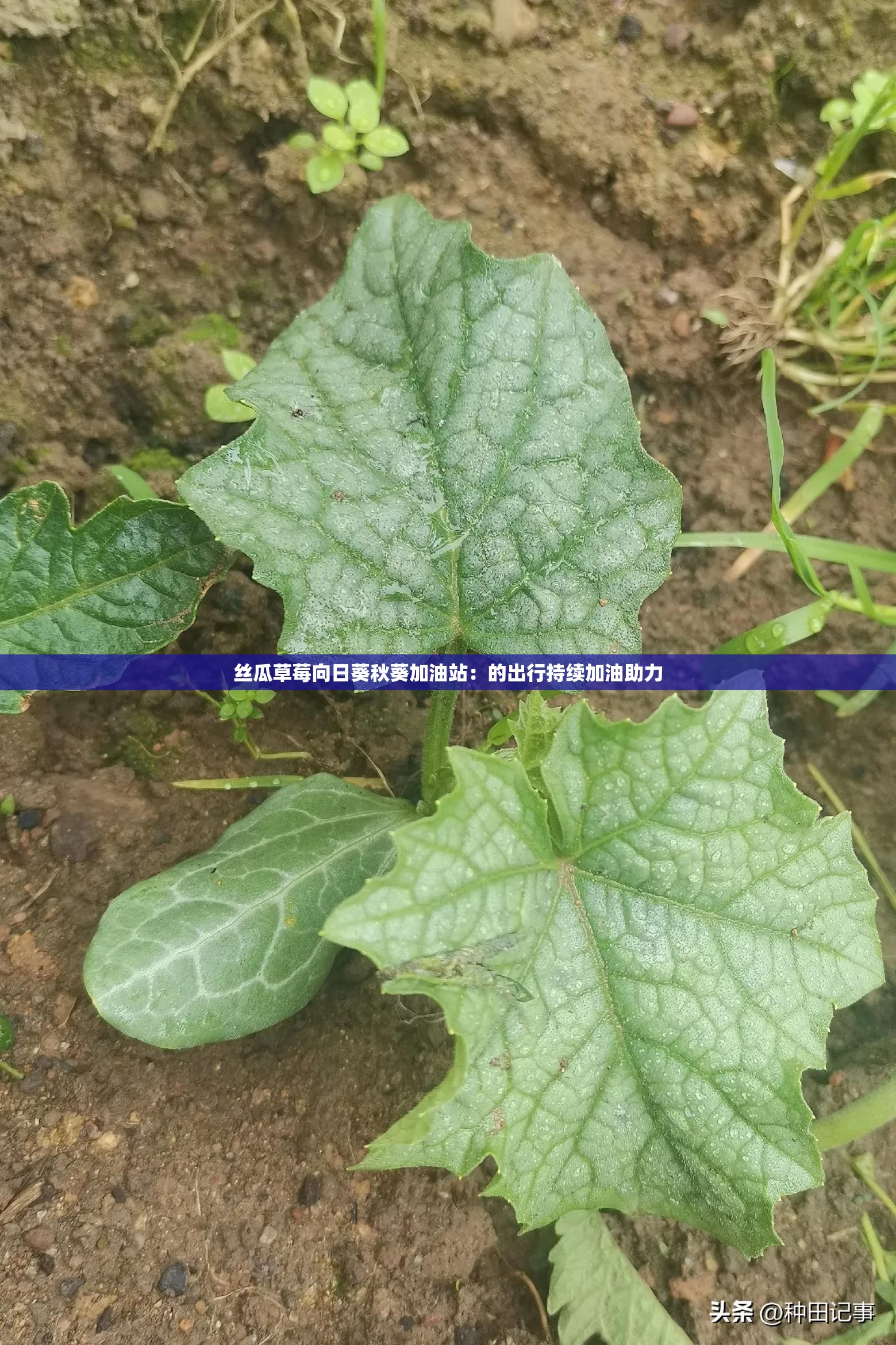 草莓樱桃丝瓜秋葵榴莲黄瓜葫芦娃五彩缤纷的果蔬世界——草莓、樱桃、丝瓜、秋葵、榴莲、黄瓜与葫芦娃的奇妙之旅