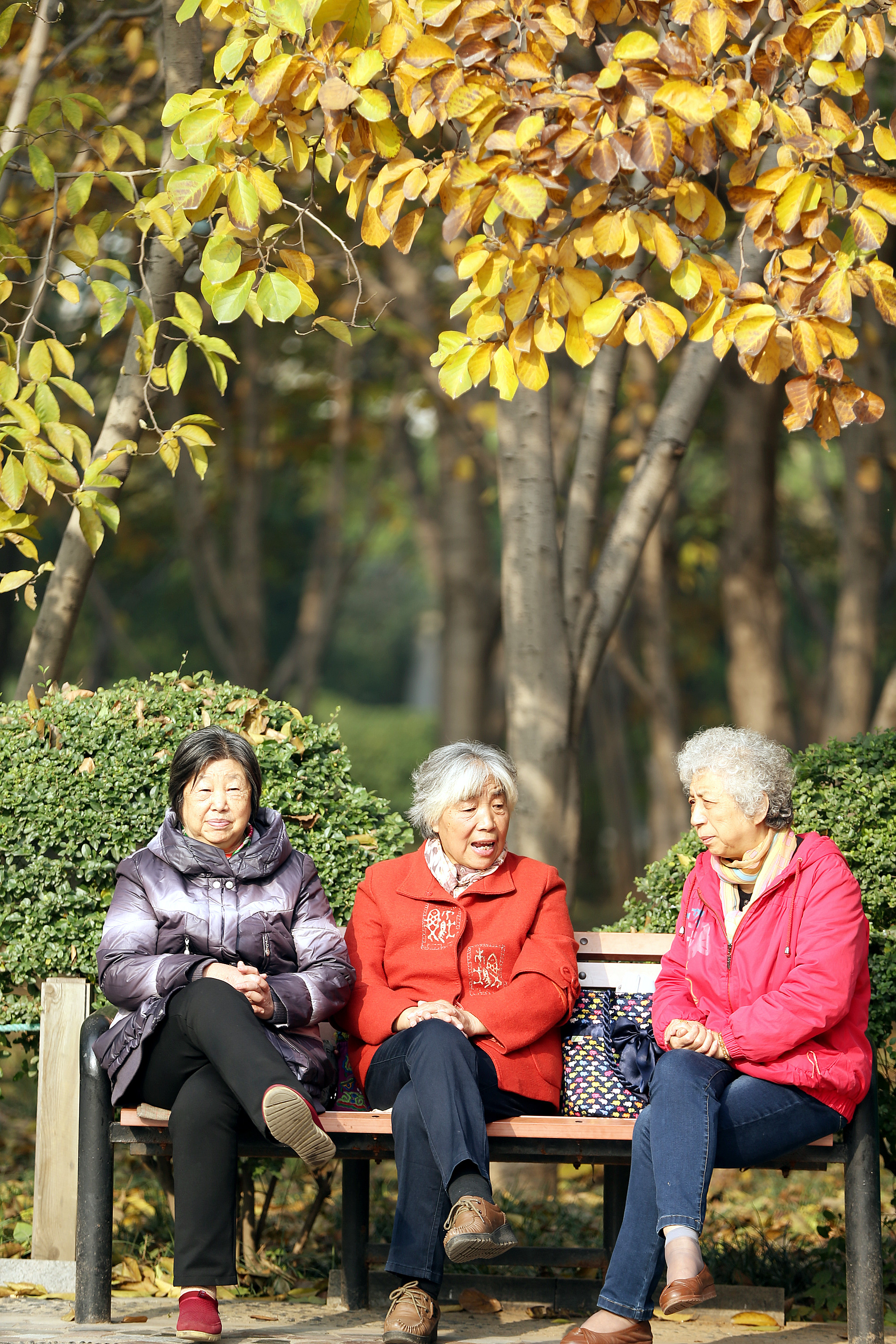 公园树林的老人森林公园中的老人与图片交易
