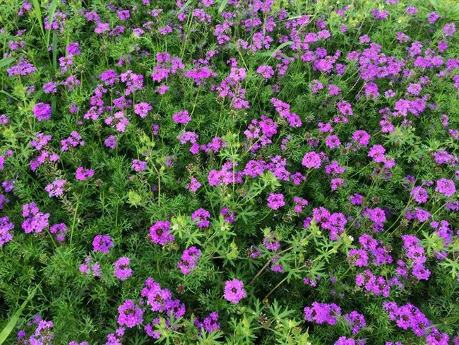 樱花草在线播放免费高清观看樱花草在线播放免费高清观看，春日浪漫的视觉盛宴-第1张图片