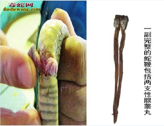 小兔子被蛇用两根的寓意小兔子与蛇的奇妙冒险，两根WRITEAS的奇妙故事-第2张图片
