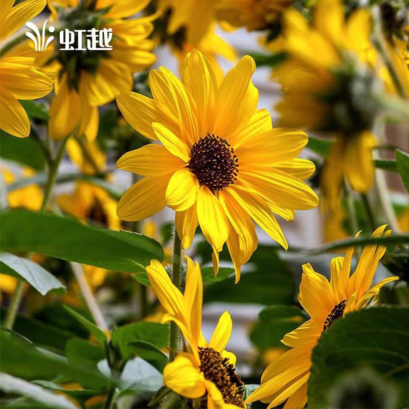向日葵视频app下安装无限看向日葵视频app下载与无限观看体验