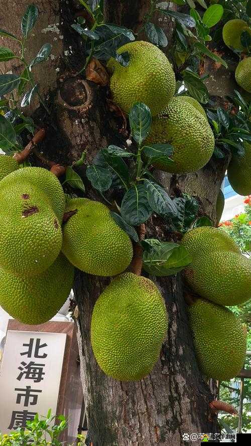 菠萝菠萝蜜视频播放高清免费菠萝菠萝蜜视频高清免费观看的乐趣之旅-第1张图片
