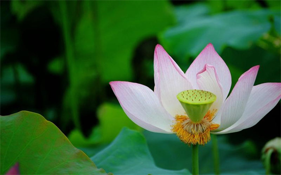 女性半夜莲花开的深层含义-第1张图片