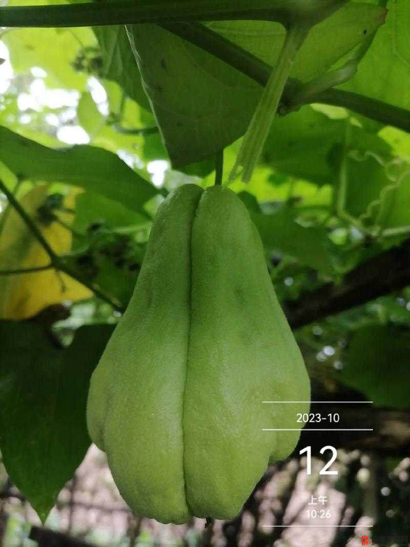 香蕉丝瓜草莓樱桃草莓榴莲ss缤纷果香，热带水果的盛宴——香蕉、丝瓜、草莓、樱桃与榴莲的奇妙世界-第2张图片