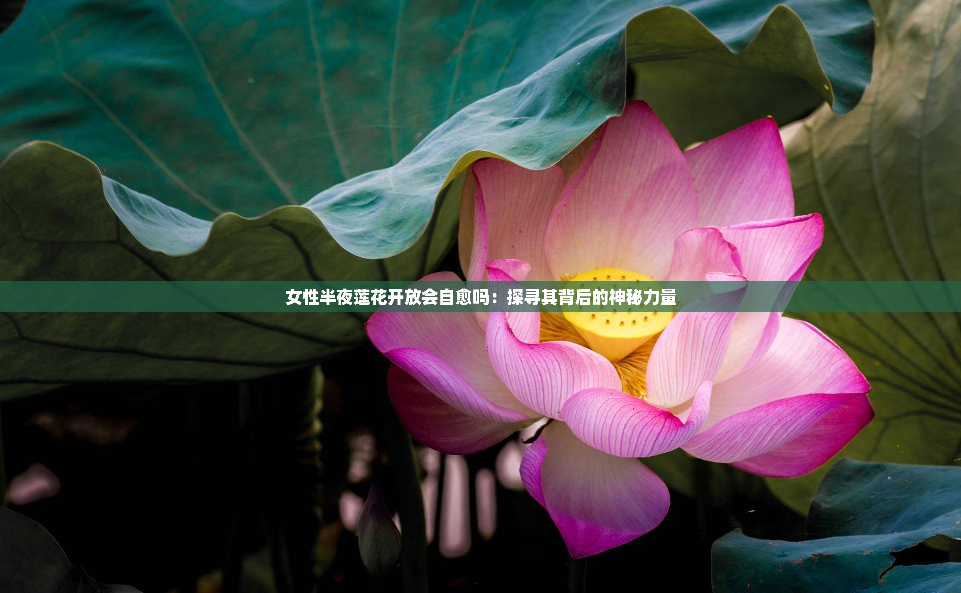女性半夜莲花开放与自愈之谜-第3张图片