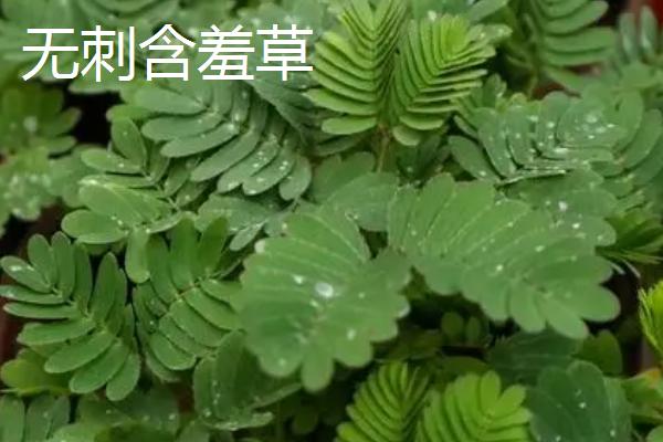 含羞草实验室如何免费进入含羞草实验室，探索与爱豆的奇妙邂逅-第2张图片