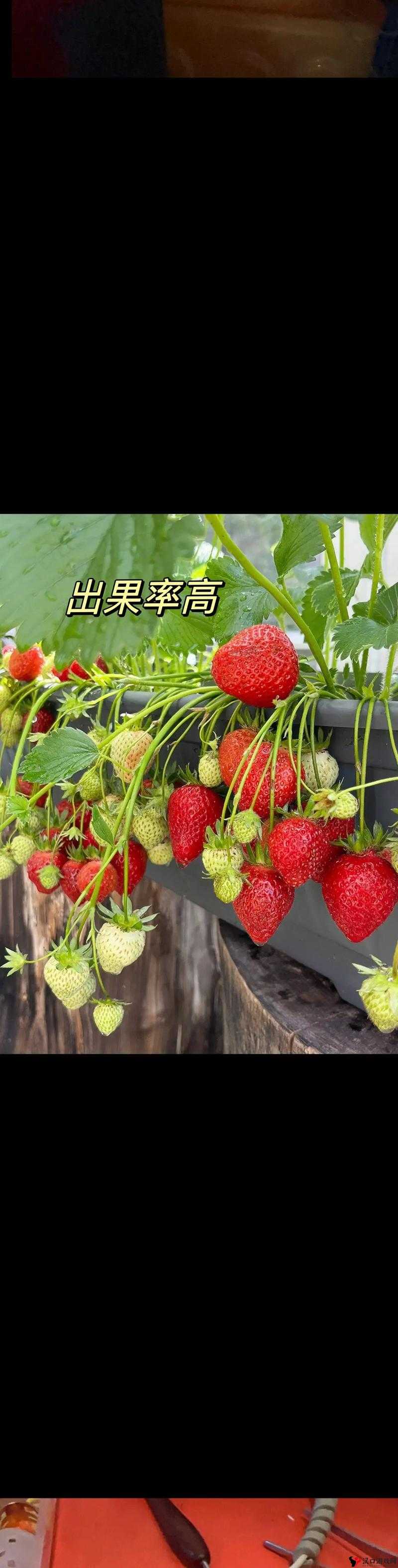 草莓视频APP下载，无限观看的精彩世界