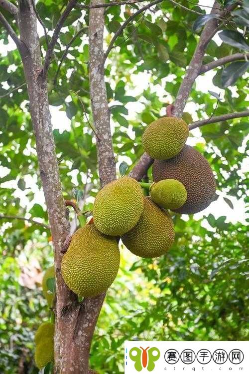 丝瓜榴莲秋葵向日葵芭乐草莓茄子在线观看五谷杂果之舞，丝瓜、榴莲、秋葵、向日葵与水果芭乐、草莓的奇妙之旅