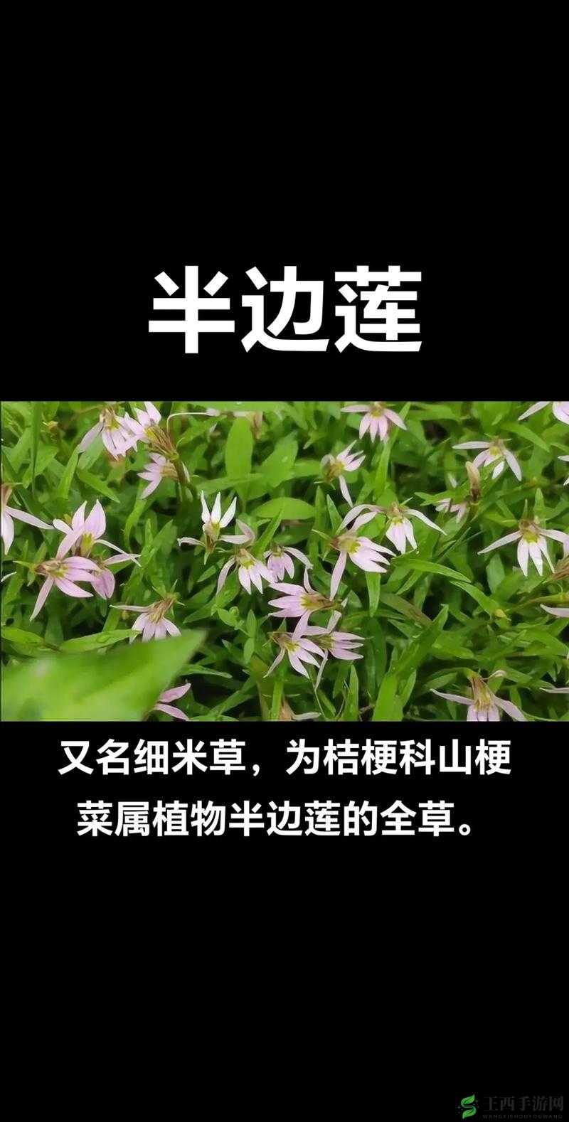 野花影视免费高清观看野花影视，免费高清观看的影视新体验