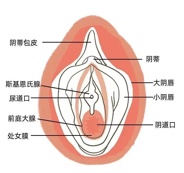 女的高潮过后第二次需要多久恢复插淫现象的深度解析与思考-第3张图片