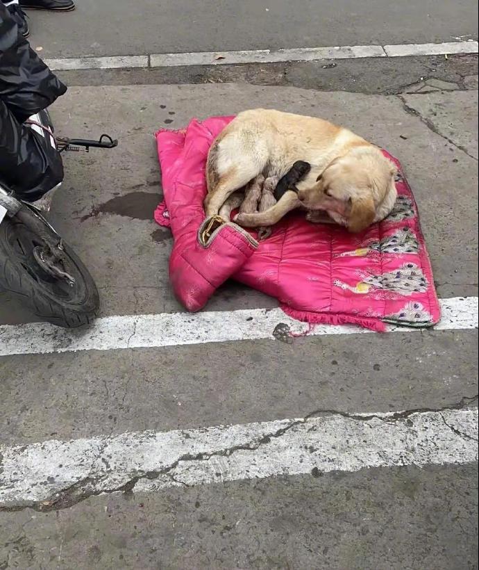 废弃厂狗狗轮着上废弃厂里的狗狗轮着上
