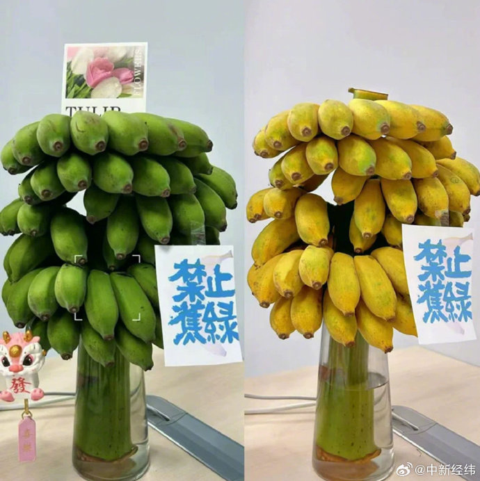 久久久香蕉视频，网络时代的娱乐新宠-第1张图片
