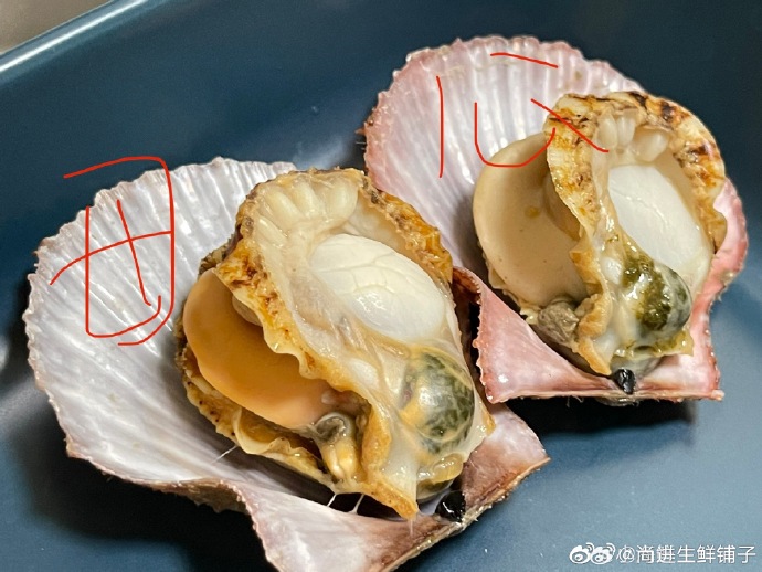 小宝贝的扇贝宝宝扇贝的奇妙之旅，在线试看，探索扇贝的夹取乐趣