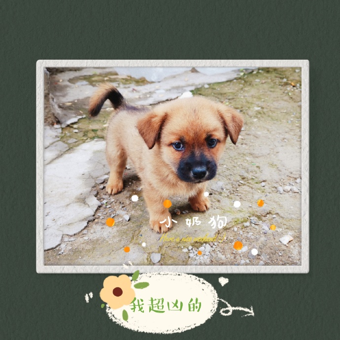小奶狗app，福引导的探索与体验