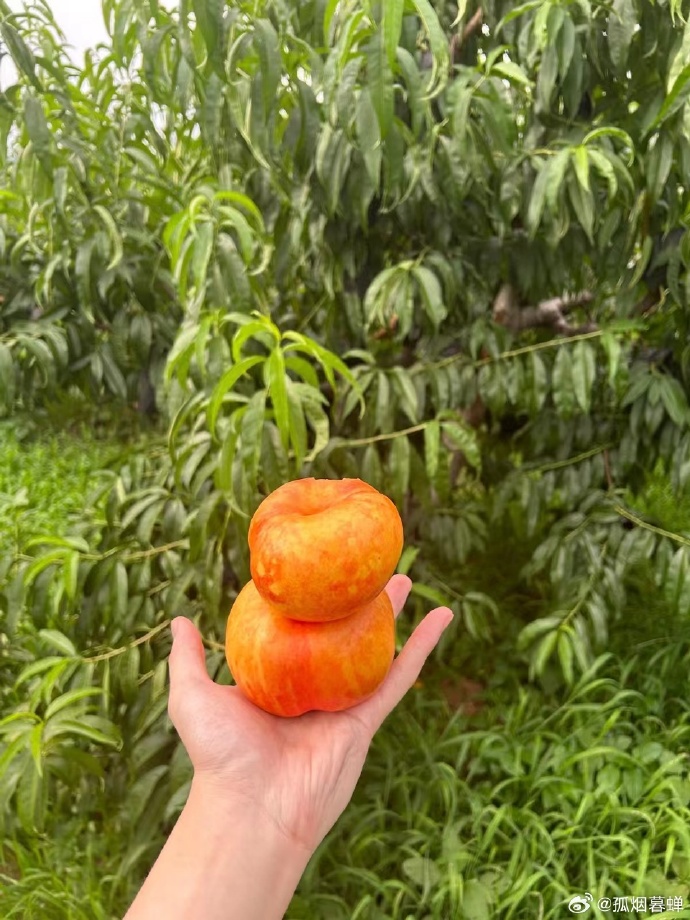 蜜桃99，甜蜜的邂逅与无尽的回味-第1张图片