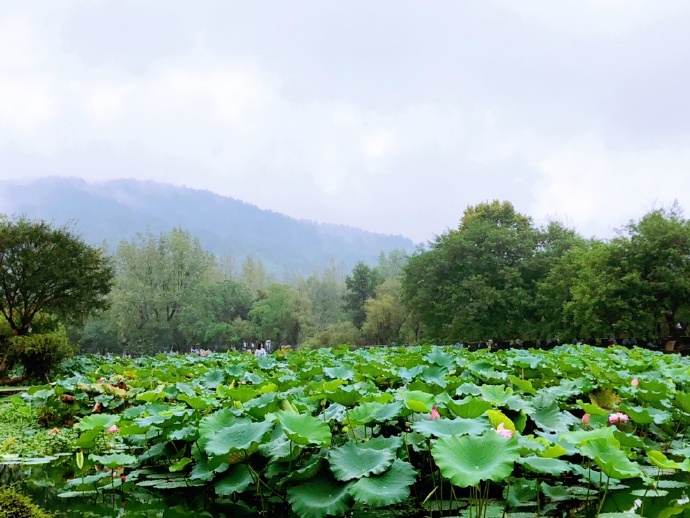 婷婷基地图片专区婷婷基地图片之旅，探索与发现-第1张图片