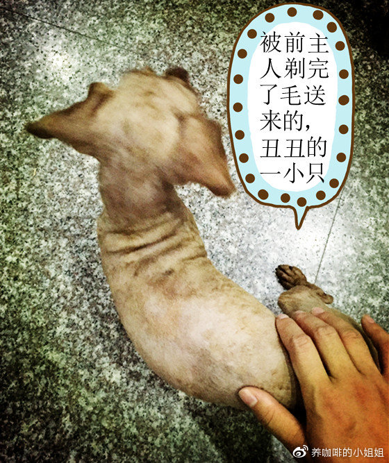 毛尿是什么意思关于撒尿与毛的有趣故事-第2张图片