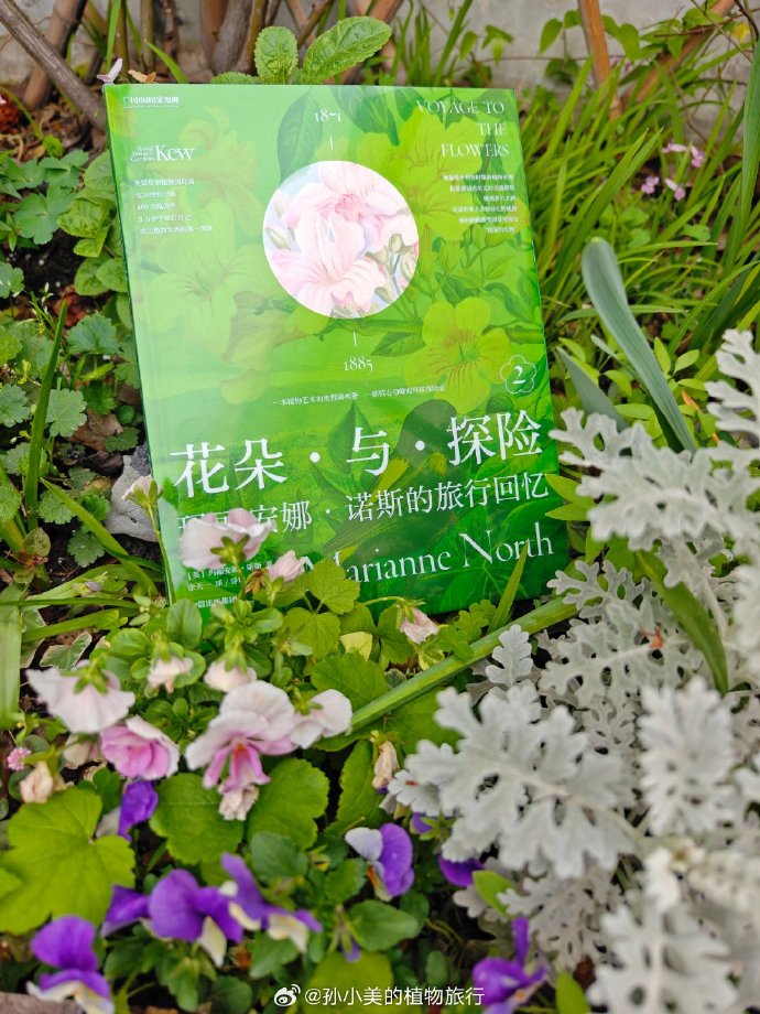 深入探索花的奥秘——一次比一次的发现之旅-第2张图片