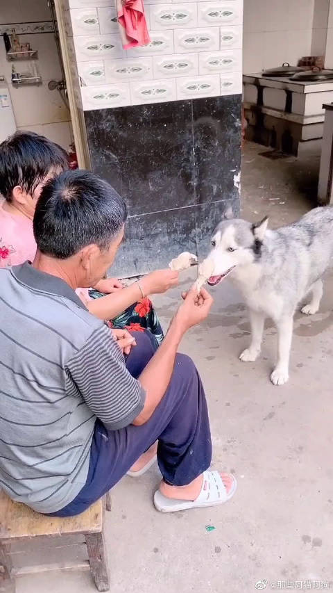 阿猫阿狗2剧情阿猫阿狗2，萌宠新篇章
