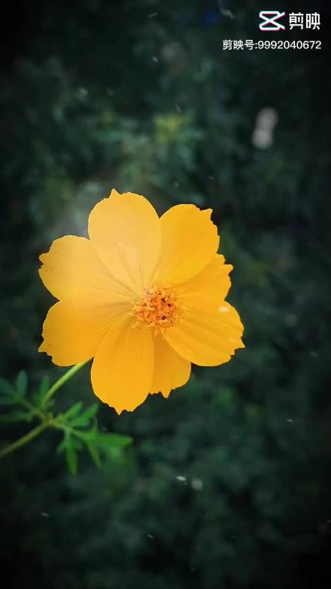 樱花草免费观看完整电视剧樱花草的美丽与免费观看的魅力-第1张图片