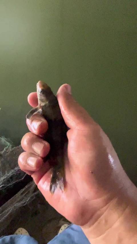 黑鳍鳈怎么抓黑鳍的赃物制作指南-第3张图片
