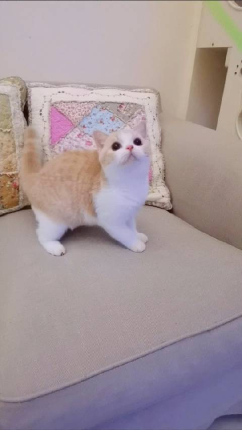 红猫大本猫营211hm最新版本特色探索猫色综合网——一个充满乐趣与知识的在线平台-第2张图片